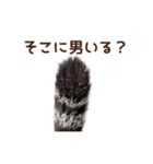 大好きな恋人に嫉妬するキジトラ猫のしっぽ（個別スタンプ：11）