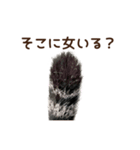 大好きな恋人に嫉妬するキジトラ猫のしっぽ（個別スタンプ：12）