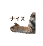 大好きな恋人に嫉妬するキジトラ猫のしっぽ（個別スタンプ：24）
