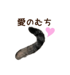 大好きな恋人に嫉妬するキジトラ猫のしっぽ（個別スタンプ：28）
