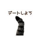 大好きな恋人に嫉妬するキジトラ猫のしっぽ（個別スタンプ：29）