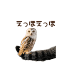 大好きな恋人に嫉妬するキジトラ猫のしっぽ（個別スタンプ：32）