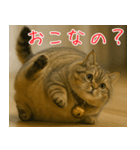 マンチカンと一緒01（個別スタンプ：7）