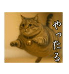 マンチカンと一緒01（個別スタンプ：13）