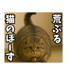 マンチカンと一緒01（個別スタンプ：22）