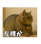マンチカンと一緒01（個別スタンプ：40）