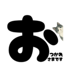 ていねい★白黒ねこのことばスタンプ（個別スタンプ：5）