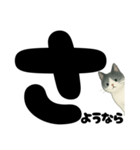 ていねい★白黒ねこのことばスタンプ（個別スタンプ：11）