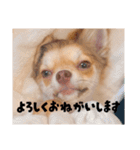 チワワのよもぎスタンプ（個別スタンプ：13）
