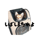 チワワのよもぎスタンプ（個別スタンプ：38）