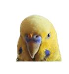 セキセイインコ とりちゃん セリフ無し（個別スタンプ：1）