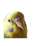 セキセイインコ とりちゃん セリフ無し（個別スタンプ：2）