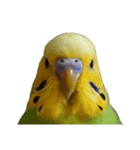 セキセイインコ とりちゃん セリフ無し（個別スタンプ：3）