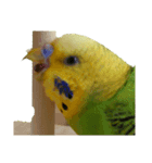 セキセイインコ とりちゃん セリフ無し（個別スタンプ：4）