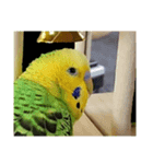 セキセイインコ とりちゃん セリフ無し（個別スタンプ：5）