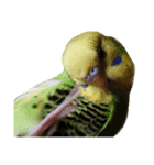 セキセイインコ とりちゃん セリフ無し（個別スタンプ：7）