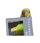 セキセイインコ とりちゃん セリフ無し（個別スタンプ：8）