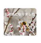 『ありがとう』を伝える《感謝の言葉》（個別スタンプ：9）