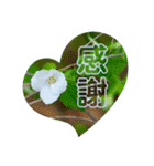 『ありがとう』を伝える《感謝の言葉》（個別スタンプ：15）