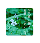 『ありがとう』を伝える《感謝の言葉》（個別スタンプ：16）