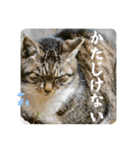 『ありがとう』を伝える《感謝の言葉》（個別スタンプ：24）