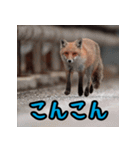 長崎の鐘が鳴るプレミアム版ばい（個別スタンプ：1）
