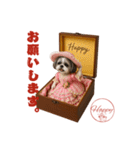 シーズー犬の可愛いコスプレスタンプ（個別スタンプ：15）