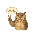季節で使える4種の水彩フクロウスタンプ（個別スタンプ：15）