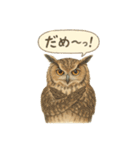季節で使える4種の水彩フクロウスタンプ（個別スタンプ：19）