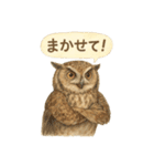 季節で使える4種の水彩フクロウスタンプ（個別スタンプ：20）