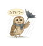 季節で使える4種の水彩フクロウスタンプ（個別スタンプ：23）