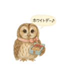 季節で使える4種の水彩フクロウスタンプ（個別スタンプ：40）