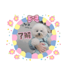 Mint♂ビションフリーゼ（個別スタンプ：2）