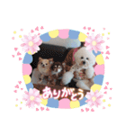 Mint♂ビションフリーゼ（個別スタンプ：3）
