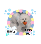 Mint♂ビションフリーゼ（個別スタンプ：4）