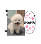 Mint♂ビションフリーゼ（個別スタンプ：5）