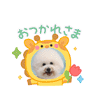 Mint♂ビションフリーゼ（個別スタンプ：6）