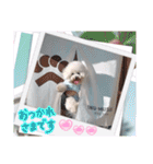Mint♂ビションフリーゼ（個別スタンプ：7）