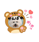 Mint♂ビションフリーゼ（個別スタンプ：23）