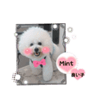 Mint♂ビションフリーゼ（個別スタンプ：24）