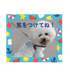 Mint♂ビションフリーゼ（個別スタンプ：26）