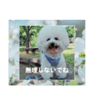 Mint♂ビションフリーゼ（個別スタンプ：27）