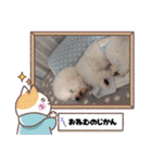 Mint♂ビションフリーゼ（個別スタンプ：30）