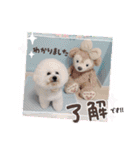 Mint♂ビションフリーゼ（個別スタンプ：32）