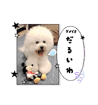 Mint♂ビションフリーゼ（個別スタンプ：33）