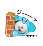 Mint♂ビションフリーゼ（個別スタンプ：37）