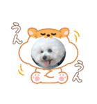 Mint♂ビションフリーゼ（個別スタンプ：38）
