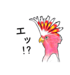 なんだか派手なクルマサカオウム（個別スタンプ：3）