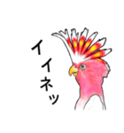 なんだか派手なクルマサカオウム（個別スタンプ：4）