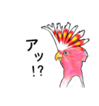 なんだか派手なクルマサカオウム（個別スタンプ：5）